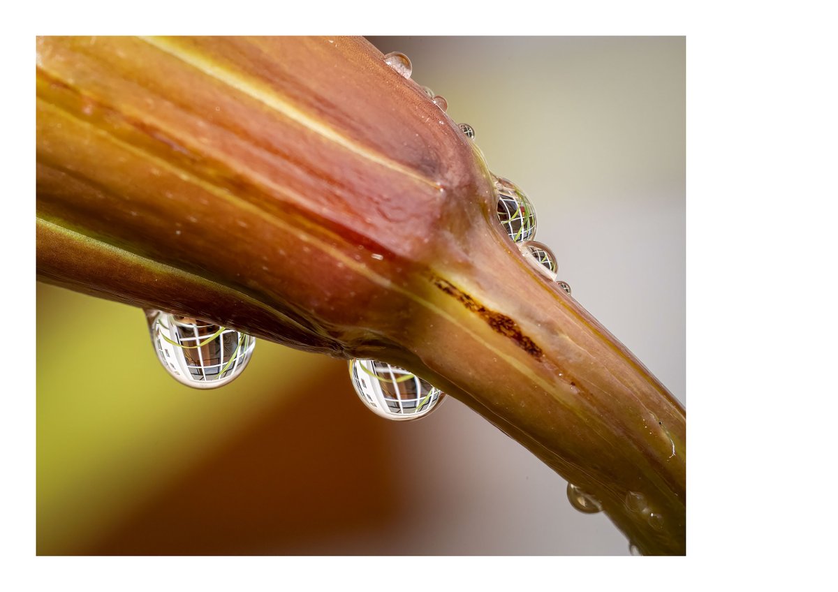 La Catedral, Naturaleza y Vida ¡magníficas fotos de José Luis Morales Trujillo! 🙌 

👋 ¡Participa en el concurso de fotografía #TodoEsAgua2025 por el #DíaMundialdelAgua! 🗓️

Envía tu foto hasta el 19 de marzo a teidagua.es/contacta?motiv…
Las bases: teidagua.es/publicaciones