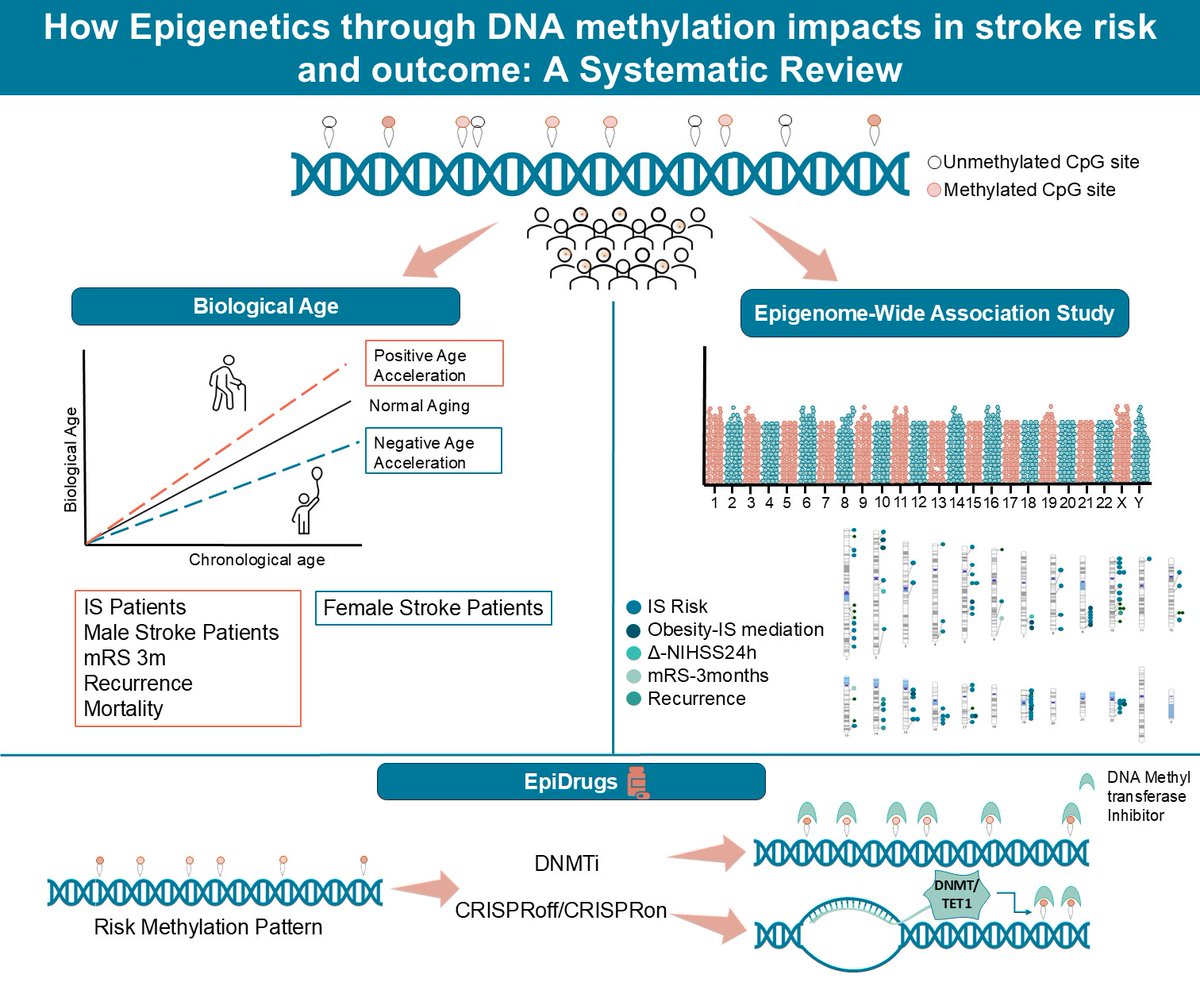 New paper out! 🗣️ 
Looking for a one-stop guide on DNA methylation in stroke? We break down the latest findings on Stroke Risk, Outcomes, and Biological Aging—highlighting key insights, gaps, and future directions
Read here👇: journals.sagepub.com/eprint/CIHVTRW…
#Stroke  #DNAmethylation