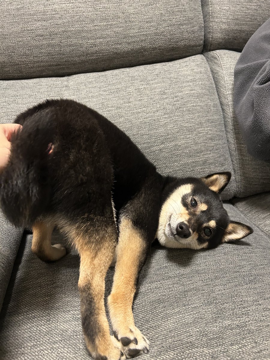 撫でてほしいところが明確な柴犬