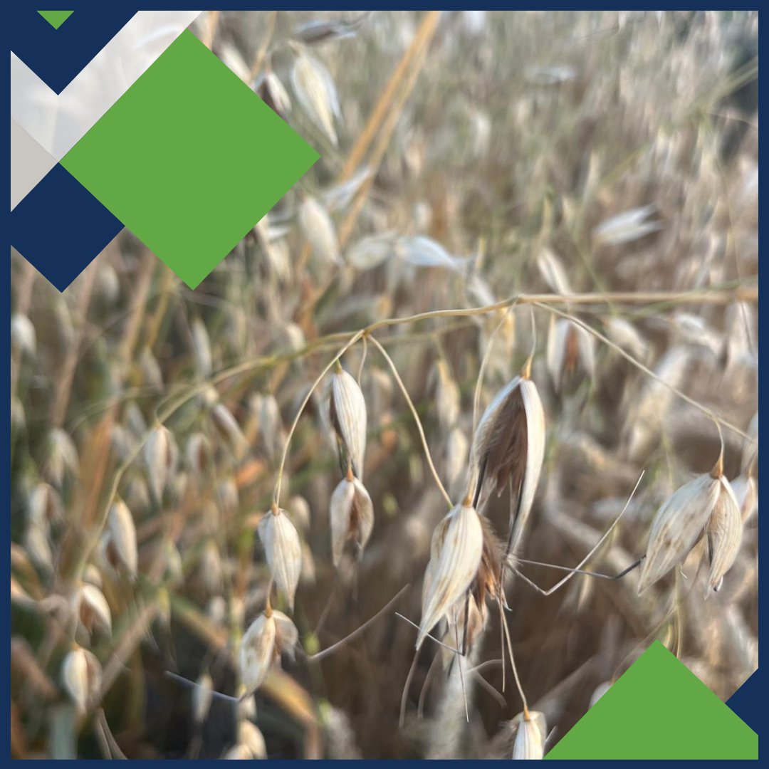 Gowan UK (@gowanuk) on Twitter photo There are two wild oat species that we can see in the field - why is it important to know the difference? 
📘Learn more it here: tinyurl.com/yc8krsvj There are two wild oat species that we can see in the field - why is it important to know the difference? 
📘Learn more it here: tinyurl.com/yc8krsvj