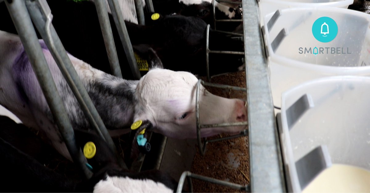 Why choose Wellcalf? 🤔

💡 Our machine learning detects health issues early, enabling quick action &amp; reducing antibiotic use. 

🌱 Plus, our reusable, battery-powered tags are eco-friendly &amp; cost-effective. Join the future of calf health! 

Learn more: buff.ly/4b1cFvT