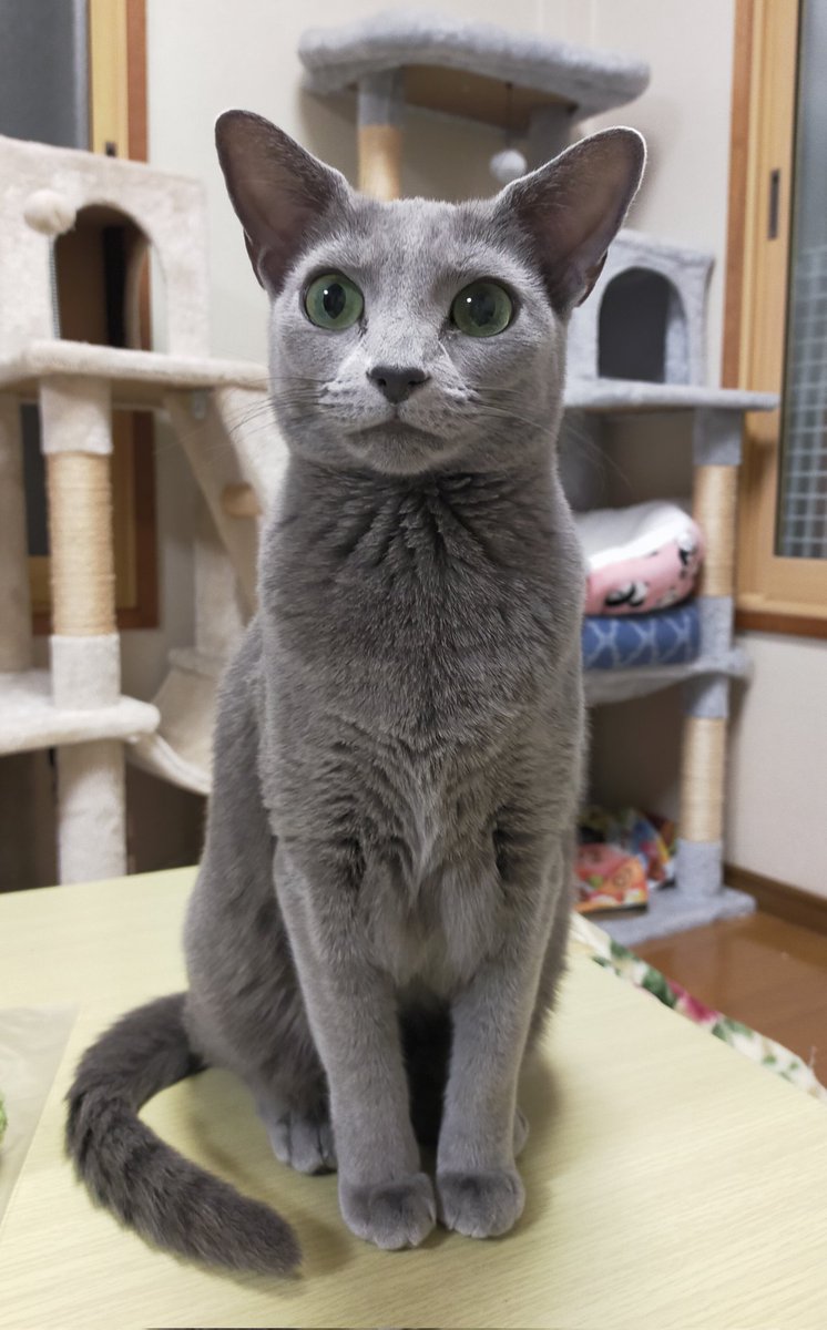 belle_bell_'s tweet photo. #ファミにゃのパッケージになりたい 
ベルです！よろしくお願いします🐈️ https://t.co/lM2Y5yb8qR