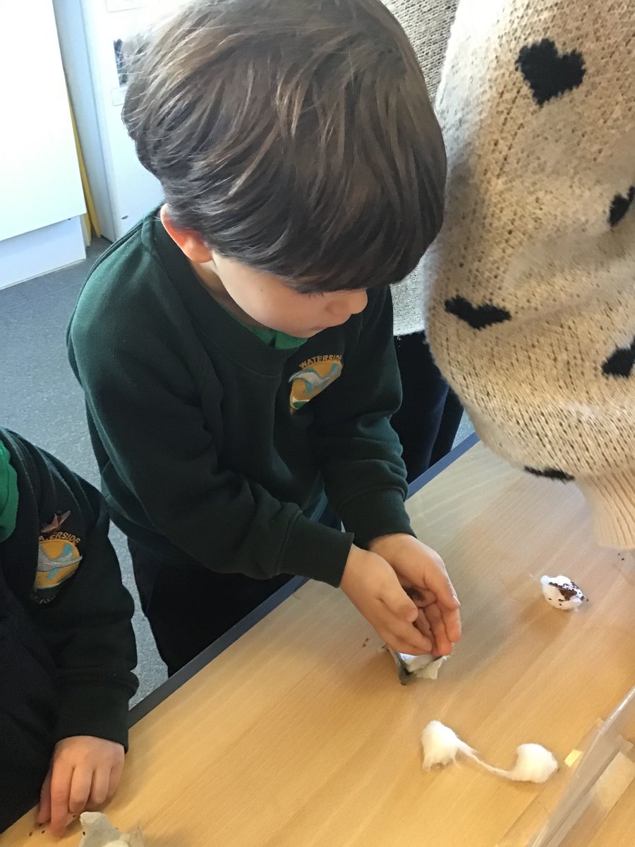 Cygnet Class tweet media