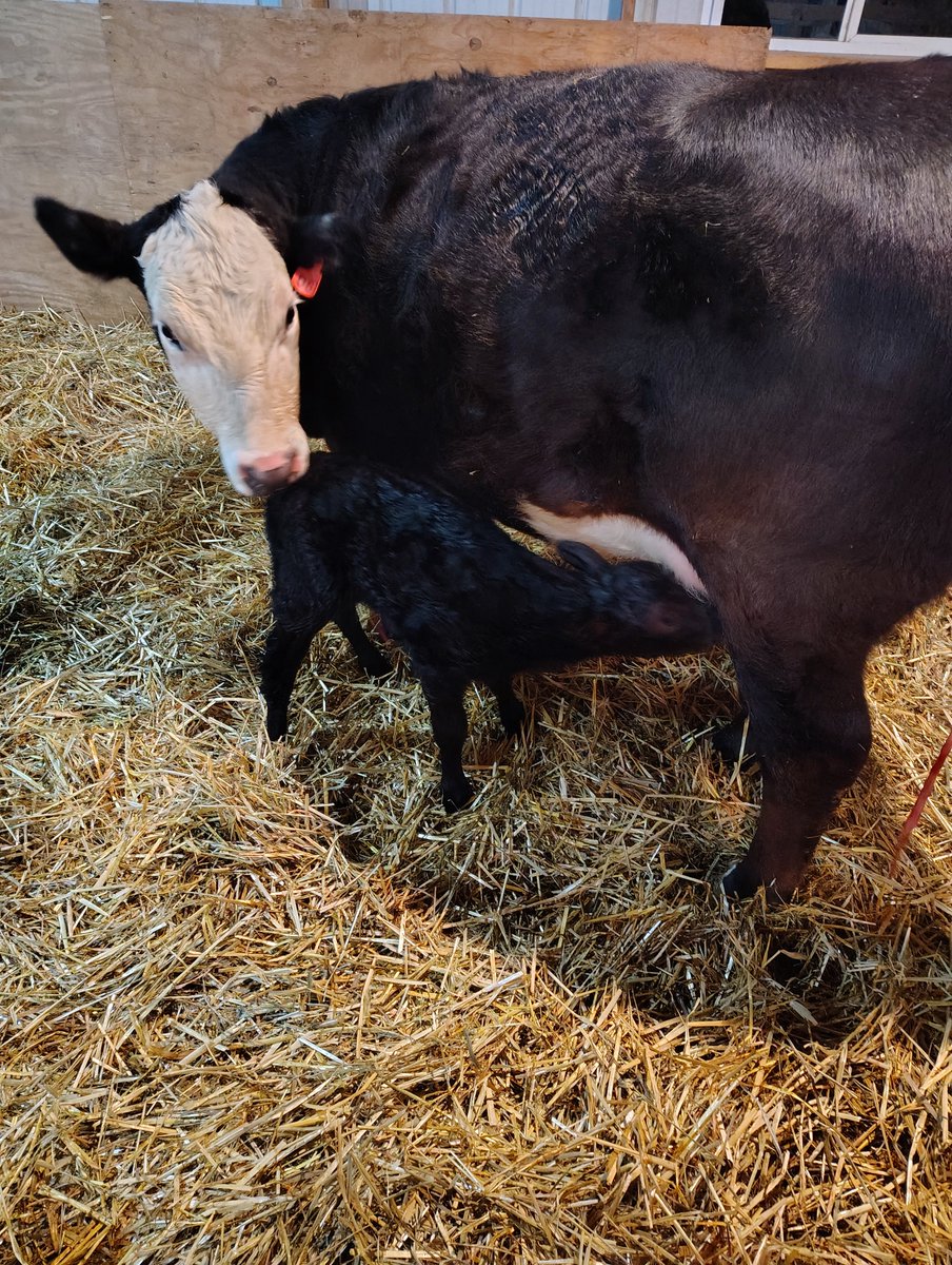 New Heifer on the place! Born around 2:00 a.m. I missed it by 15 minutes, a little late getting my old azz out of bed to do my checks.
Mama had no troubles and baby is up and sucking. The vigor on these Sonne bull calves is amazing.
<a href="/ColeSonne/">Cole Sonne</a>