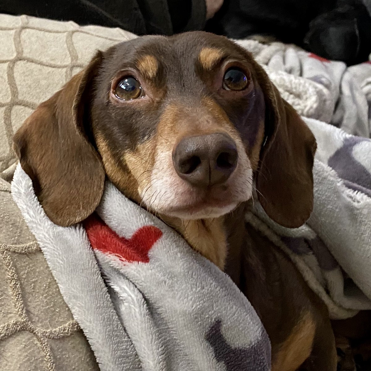 SausageDogHotel's tweet image. "That looks like a lovely tasty sandwich, I too enjoy sandwiches..." 🥪 #Freddie #Groaker #SharePlease