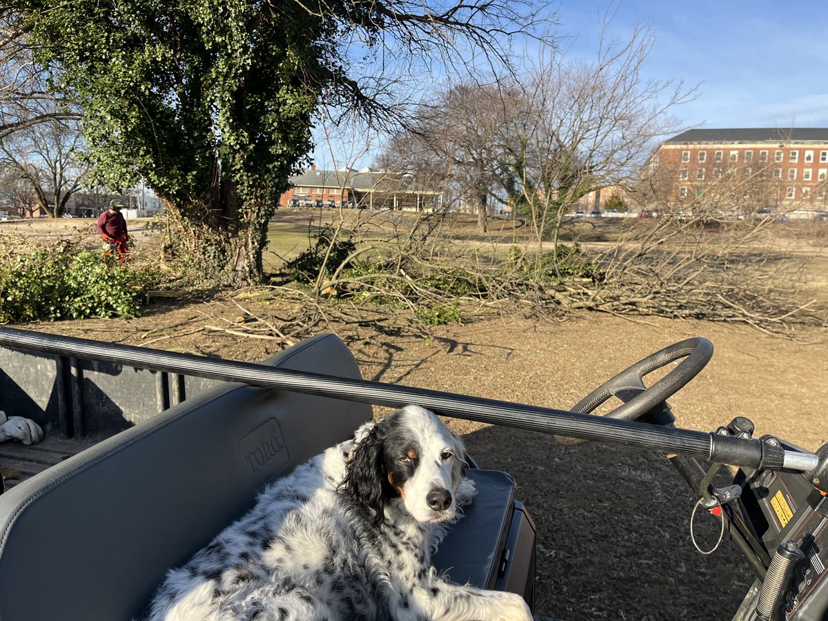 TZurybida's tweet photo. Beautiful conditions allowed us to do some work we have not been able to accomplish at Langston Golf Course this off season. Deep tine and limbing up of the trees on the interior of the golf course. Productivity off the charts this week. https://t.co/vUimNnKrBP
