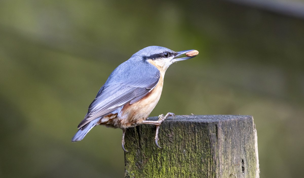 earlybird124's tweet photo. Last weekends walk round Hardwick Park with my mate.
@teesbirds1  @DurhamBirdClub @NatureUK https://t.co/EX70VOT1fL