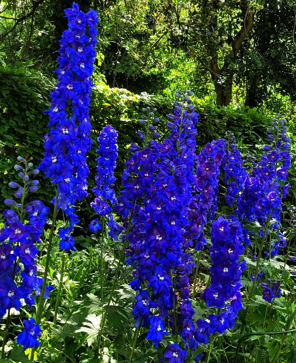 sowdMJ's tweet image. Happy Thursday☕️☕️... 
I took this picture while strolling through St Stephen&apos;s Green Park, Dublin...
#FlowersOfTwitter #FlowersOnX #WaitingforSpring