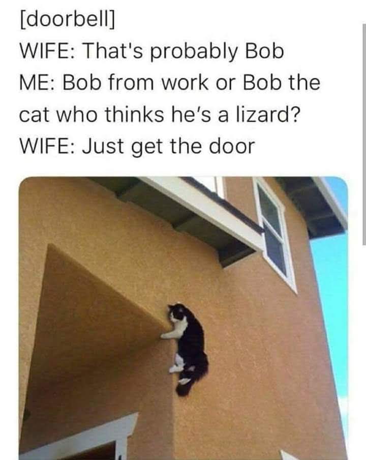 WeaponGradeBear's tweet photo. @1mf so you mean to tell me that all this time is was not #LizardSquad??? It was actually the #BobSquad? 

(Just Bobbin for lizards...... Yea, that actually checks out Ryan) https://t.co/LlMBe07LIO