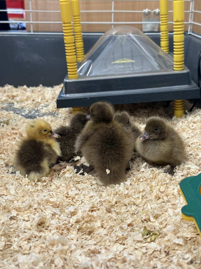 St.Hilda's Primary tweet media