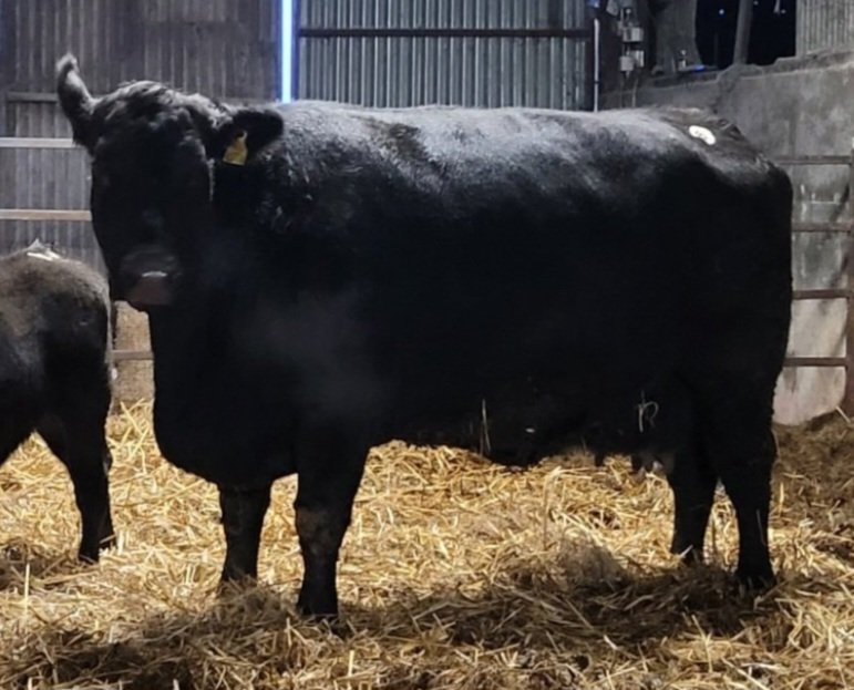 John Molloy (@johnmolloy92) on Twitter photo Pedigree Angus twin bull calves
The calves are sired by Rawburn Jumbo Eric (AA5055) and the dam is "Fairmount Pilly".
Calves are on 18% pedigree ration, top dressed with <a href="/AgriLloydUK_IE/">Agri-Lloyd</a> Maximise Prime (stabilised yeast).
#angus #pedigree #rawburn Pedigree Angus twin bull calves
The calves are sired by Rawburn Jumbo Eric (AA5055) and the dam is "Fairmount Pilly".
Calves are on 18% pedigree ration, top dressed with <a href="/AgriLloydUK_IE/">Agri-Lloyd</a> Maximise Prime (stabilised yeast).
#angus #pedigree #rawburn