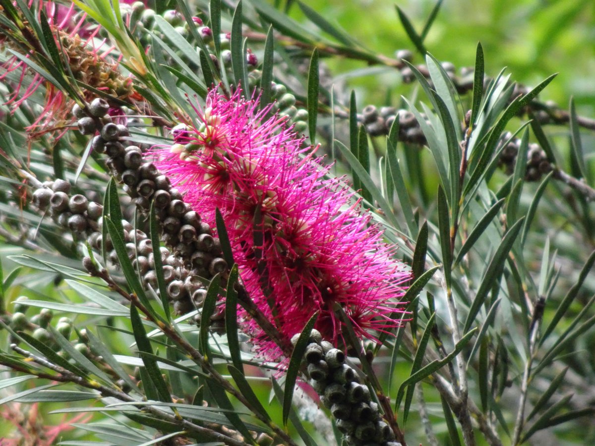 ferchinchin's tweet photo. ❝The MIND is a FLEXIBLE MIRROR, adjust it to see the world better❞.
⭐ Amit Ray
🌿 𝐶𝑎𝑙𝑙𝑖𝑠𝑡𝑒𝑚𝑜𝑛 𝑐𝑖𝑡𝑟𝑖𝑛𝑢𝑠 'Fuchsia' ➤ 𝙼𝚈𝚁𝚃𝙰𝙲𝙴𝙰𝙴.
#Callistemon #AmitRay https://t.co/oVoFGvHaAU