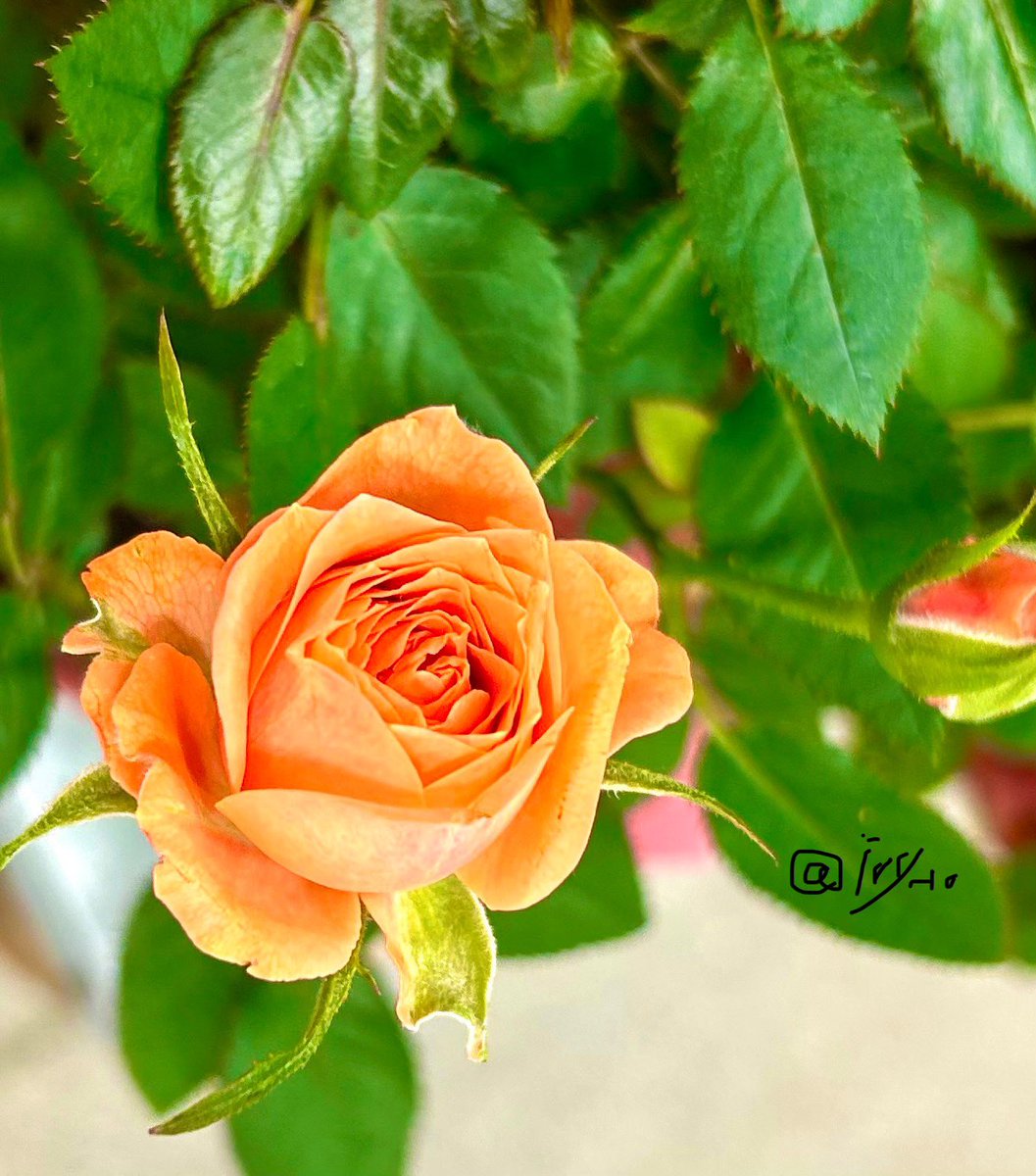 ivy_l0's tweet image. Beautiful blooming. #beautiful_flower #flowe #nature #graden #photograghy