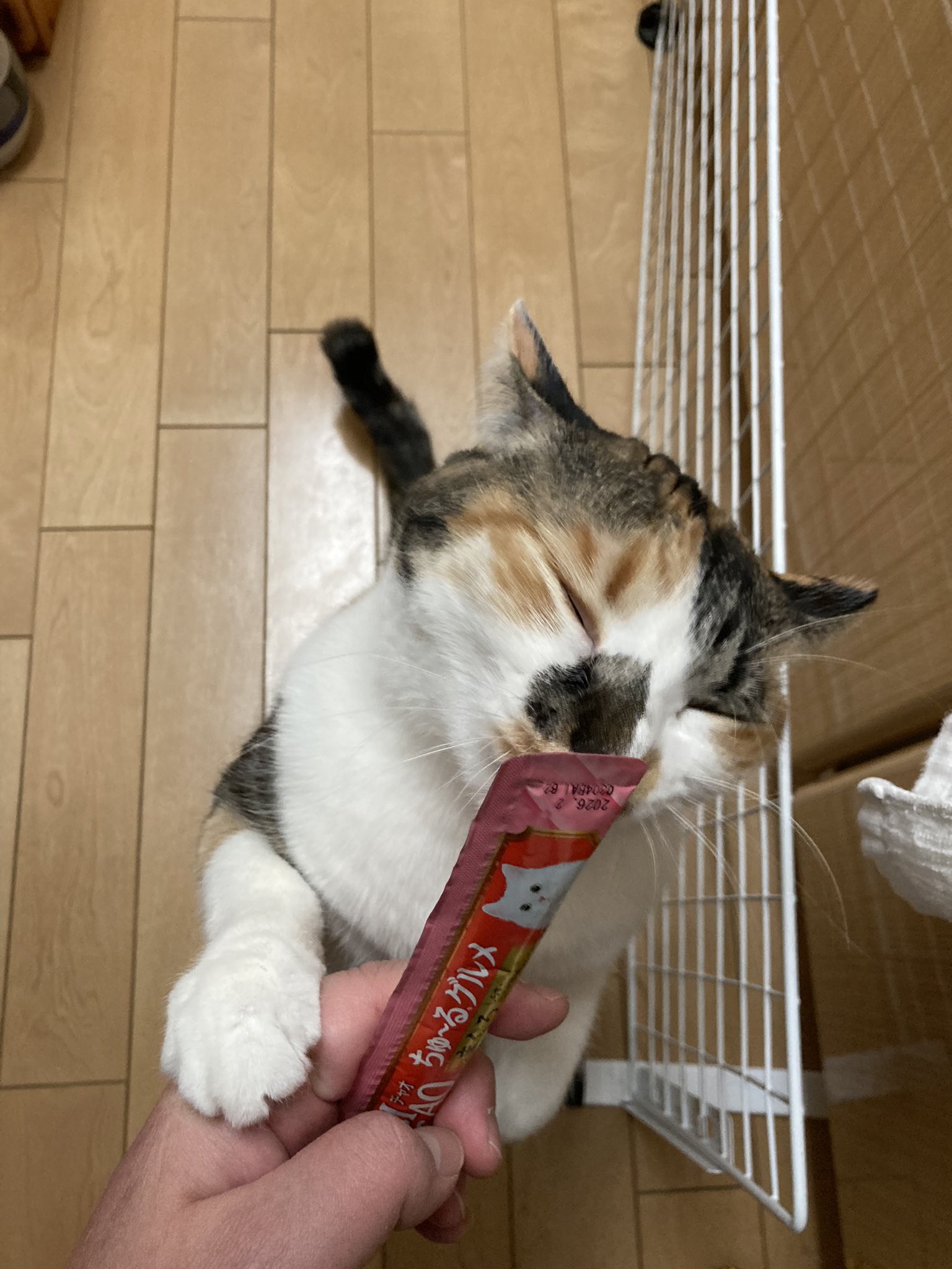 じゃむ猫 (@jamnekodd) / X