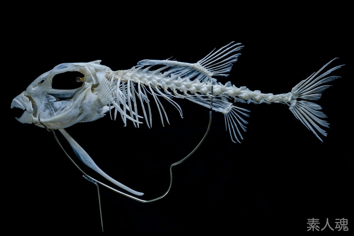 ハコフグ 半身骨格 ハコフグはなぜ四角い？骨が独特なのはなぜ？不思議な魚の秘密を