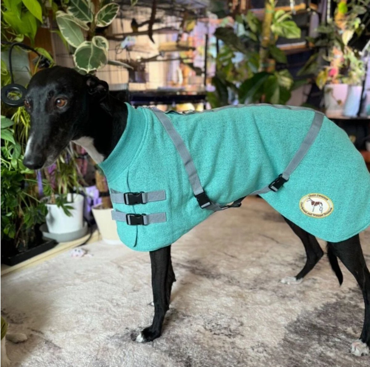 On sale! 🔔🔔🔔
Our lightest house coat is on sale now! Choose from teal or oatmeal.
These have cross over straps and D rings for a lead. Soft jersey and lined with soft mesh. These lovely house coats are available in greyhound sizes 32"+25"
greytsweaters.co.uk/ourshop/prod_8…