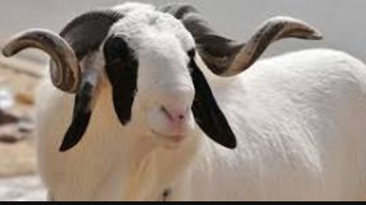 visagesdubenin's tweet photo. Tabaski 2025 : 
 
Pas de sacrifice de mouton dans les foyers au Maroc cette année ; les raisons 

https://t.co/q6eX2KUFJ0

#Maroc, #Ramadan, #Tabaski, #Aïd_el_Fitr, #RoiMohamedVI, #VisBen, #SacrificedeMouton, #DefisClimatiques

Notre chaîne WhatsApp :  
 https://t.co/Pq6WMwFGHT https://t.co/w4YyeQHRJh