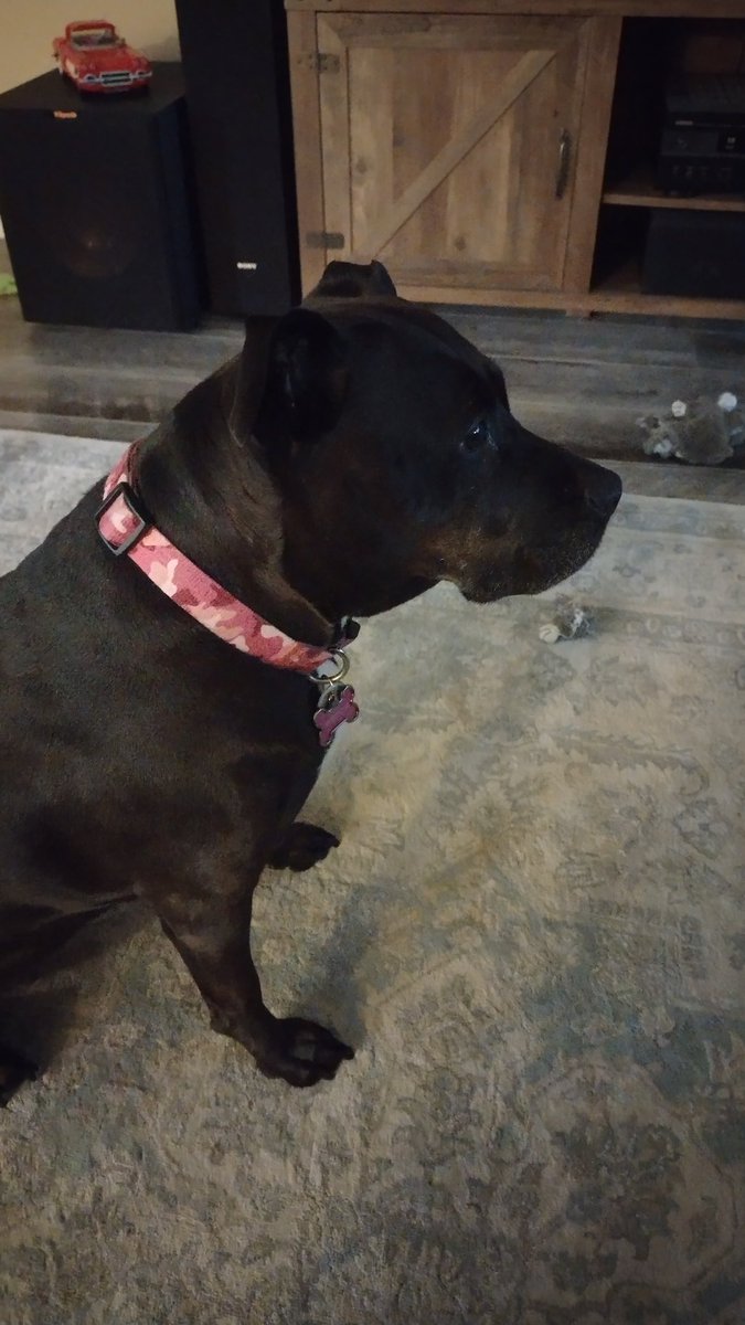 AuthorLeishman's tweet image. That #contour is unmistakable, sleek, powerful, terrifying. If she sees you first, which is always the case, this pint-sized demon will nuzzle her cold wet nose against your neck. Beware. #vss365