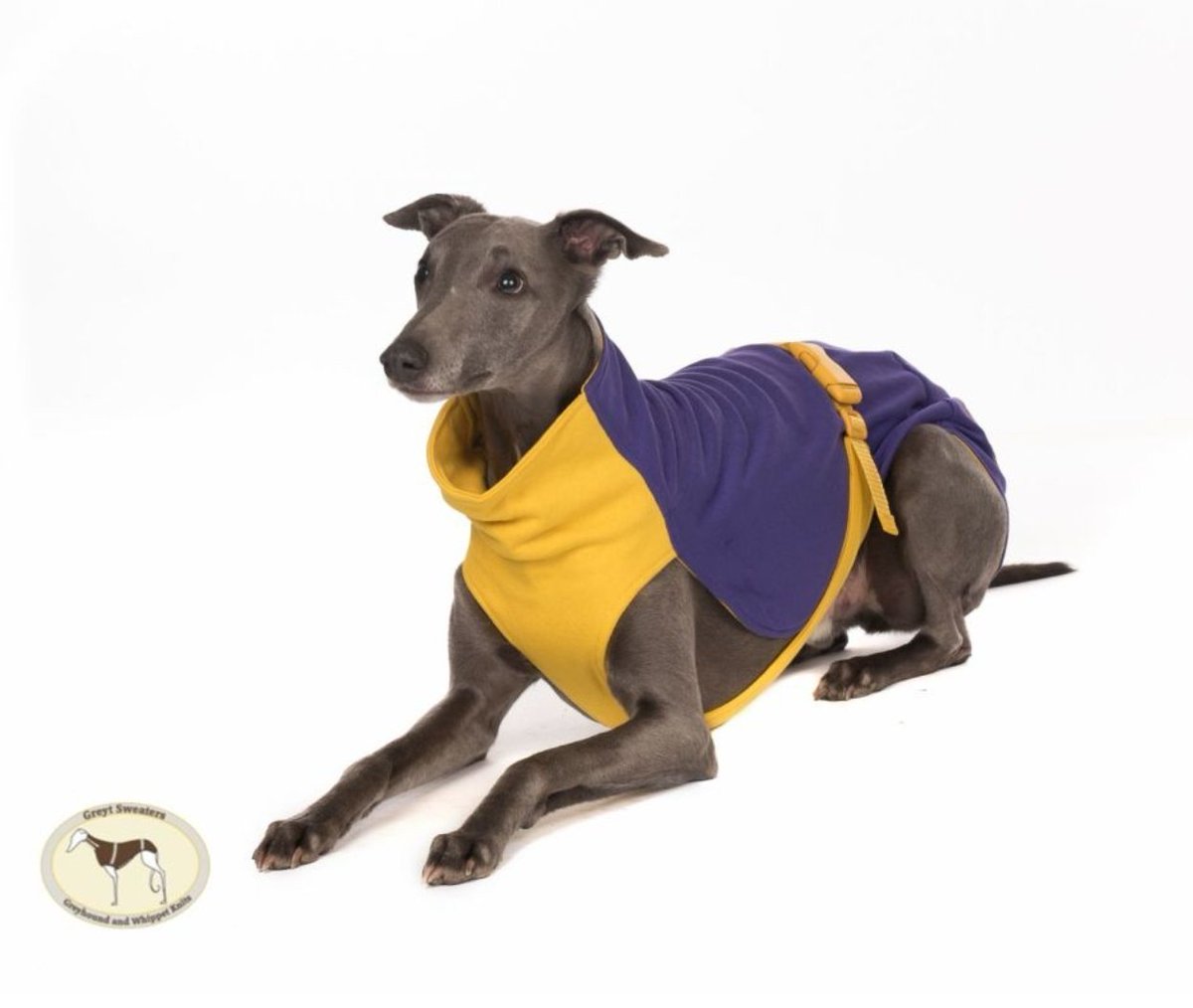 On sale 🔔🔔🔔
Our purple and yellow sweat tee is perfect for warmer days.
Avaliable in whippet 17"19"+23"
Greyhound size  25"
Sporty, stylish, practical and absolutely perfect  and useful when they need  something to slip on, a sweat/tee shirt thats not too warm or heavy! Cut