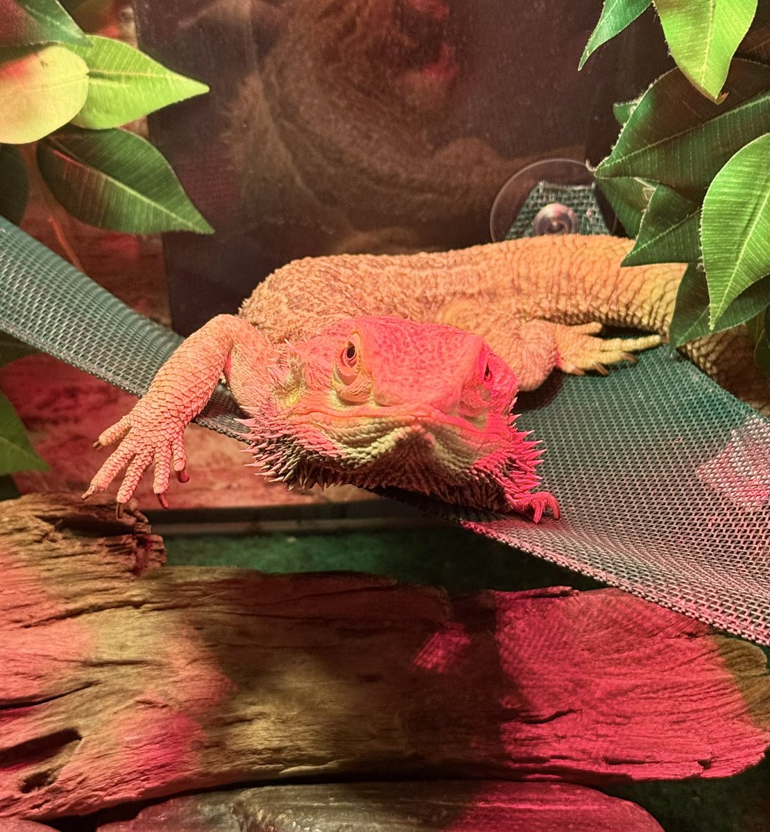 wilcocarla's tweet image. Day 27 of #BHMKOTD25: “Next Quarter.” UnDS Concepts x 740 ‘Saignee,’ This pair caught my 👀 right from the start. Such a unique colorway, &amp;amp; my 1st 740.🥰 I really think NB has some of the best collabs, &amp;amp; I’m having fun with my “numeric journey” so far.😆Also, Derek says hi.👋🏼😂♥️