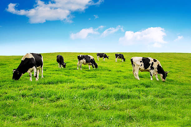 GoNaturalEd's tweet image. 🐄"Cows are also returning to the environment important bacteria and nitrogen so that the soil is of better quality and so that more plants can grow." 🌱- Dr. Paul Saladino bit.ly/4gSU4TZ #cows #cattle #farms #farmers #plants #agriculture #environment