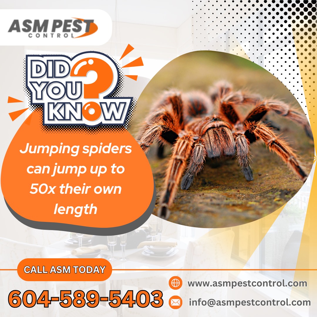 asmpestcontrol's tweet image. f spiders are creeping you out, it’s time to take action! ASM Pest Control is here to keep your space pest-free and comfortable. Don’t let these jumpy visitors take over, call us today!
📷- 604 - 589 - 5403
📷-asmpestcontrol.com/spider-control…
.
.
.
#ASM, #ASMPestControl, #spidercontrol