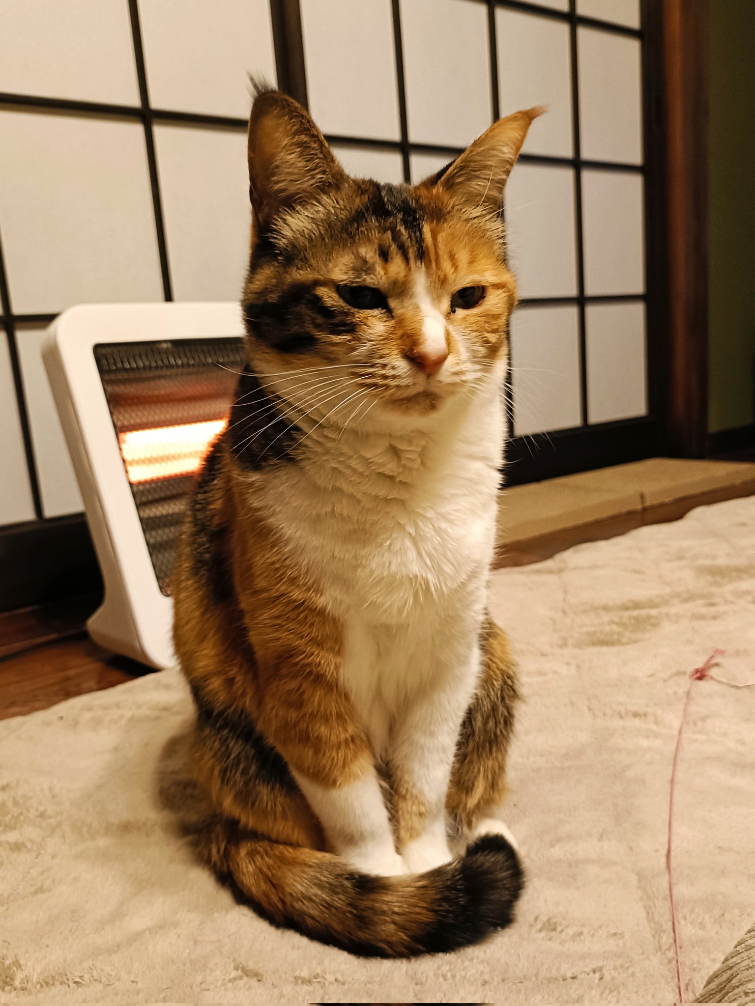のん子 (@shiratanuki) / X