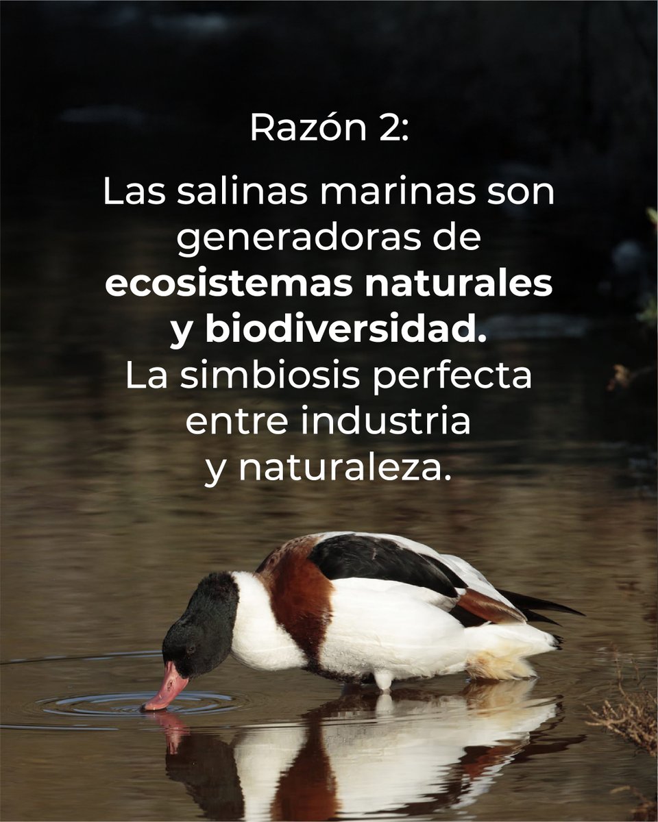 Asociación SALIMAR tweet media