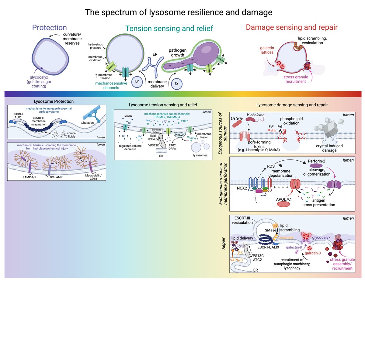 We've been studying mechanisms of resilience that protect lysosomes from damage and wrote a review on the topic. We consider lysosomal stress and damage on a spectrum; hopefully a useful concept😀. Snapshot below and Open Access here: embopress.org/doi/full/10.10…