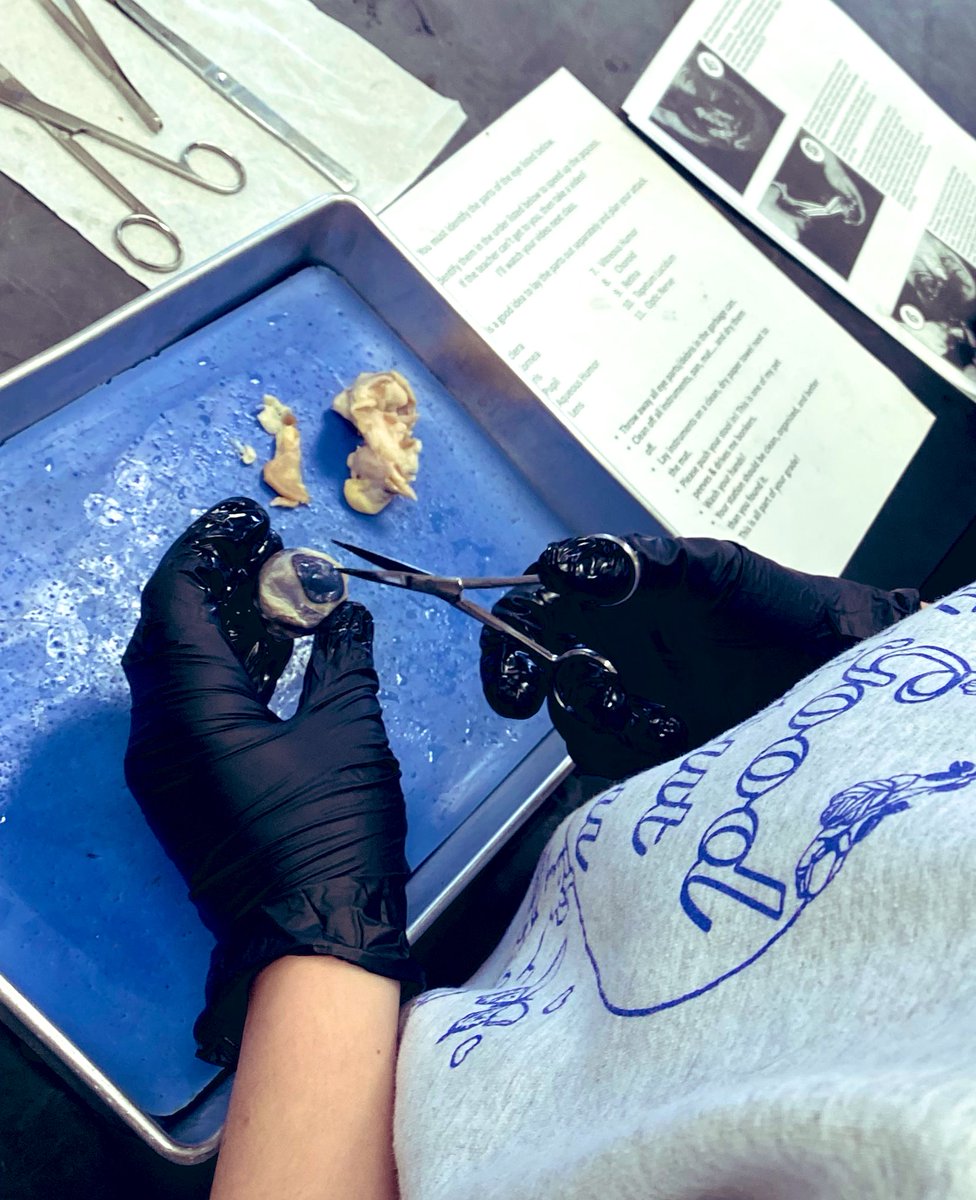 MrsAshlockCHS's tweet photo. Students in #room205 are getting a first hand look at the anatomy of an eye. How cool is that!? 👁️ Do you see that beautiful dissection?! 👏💙 @CHS_Indians https://t.co/9didut8hO1