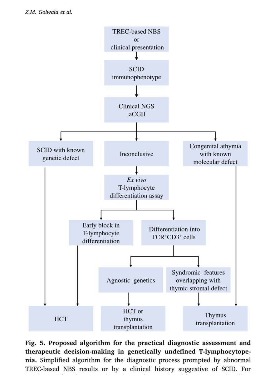 Our clinical experience using ex vivo T-lymphopoiesis assays to assist clinical decision-making between #HCT for #SCID &amp; #thymus transplantation for #athymia in genetically undefined T-lymphocytopaenia is (finally) published 👉 doi.org/10.1016/j.clim…