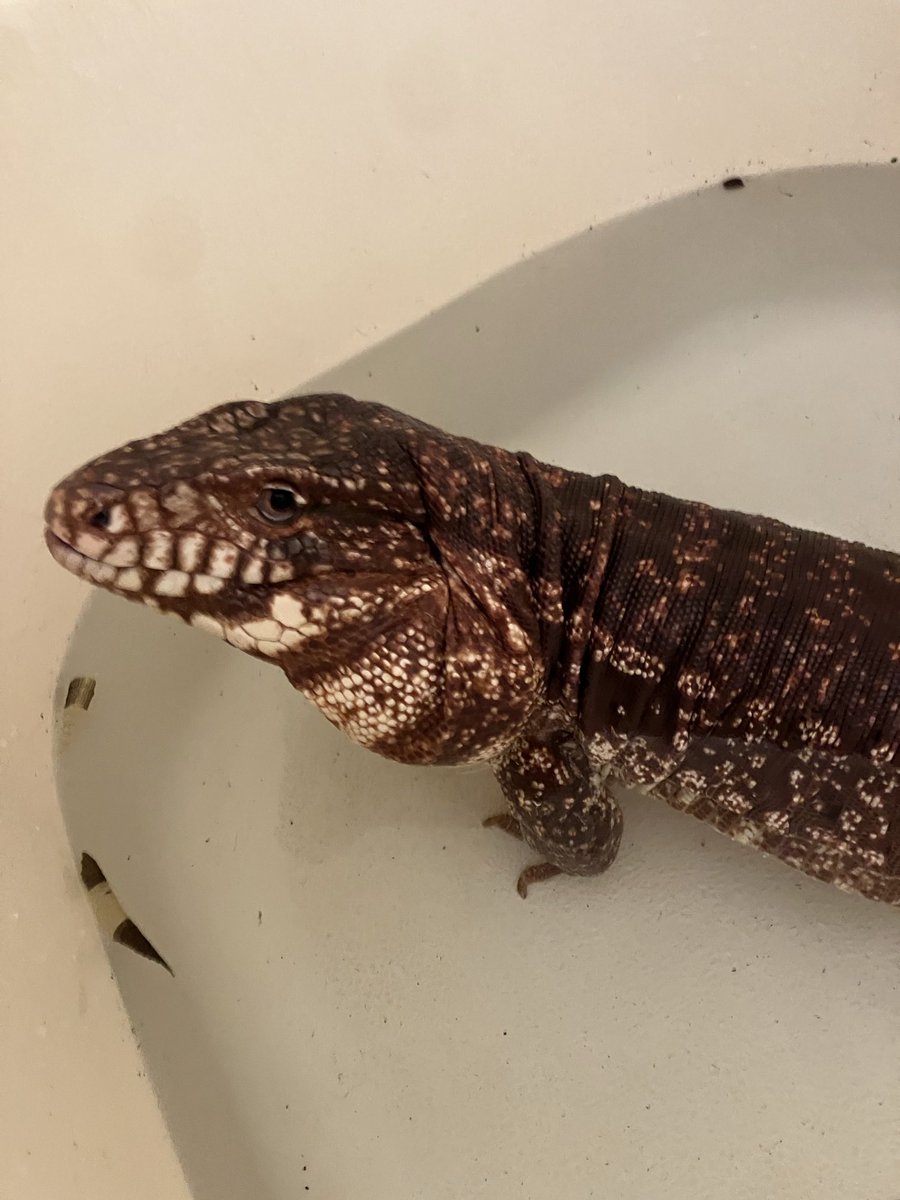 Our Tommy the Red Tegu having a bath. His shed has come off 99% so he’s looking a proper Dandy.