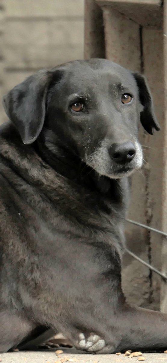 Dogitization (@dogitization) on Twitter photo рдХреИрд╕реЗ рдпрдХреАрди рдХрд░ рд▓реЗрддреЗ рд╣реЛ рдХреА рд╡реЛ рд▓реЛрдЧ рд╕рдЪ рдореЗрдВ рдкрд╢реБ рдХрд▓реНрдпрд╛рдг рдХреЗ рд▓рд┐рдП рд╣реА рд░рд╛рдд рджрд┐рди рдХрд╛рдо рдХрд░ рд░рд╣реЗ рд╣реИ?
рдлрд┐рд░ рдпреЗ рднреА рдХреНрдпреЛ рдирд╣реАрдВ рд╕реЛрдЪрддреЗ рдХреА рдЕрдЧрд░ рд╡реЛ рд╕рдЪ рдореЗрдВ рдкрд╢реБ рдХрд▓реНрдпрд╛рдг рдкрд░ рдХрд╛рдо рдХрд░ рд░рд╣реЗ рд╣реИ рддреЛ #Dogitization рдХреЗ tweets рдХреЛ retweet рдХреНрдпреЛ рдирд╣реАрдВ рдХрд░ рд░рд╣реЗ?
рдЖрдЦрд╝рд┐рд░ рд╣рдо рддреЛ рд╣рд░ рдмрд╛рдд рд╕рдЪ рд╣реА рдмреЛрд▓ рд░рд╣реЗ рд╣реИ рдирд╛?
#StrayKids рдХреИрд╕реЗ рдпрдХреАрди рдХрд░ рд▓реЗрддреЗ рд╣реЛ рдХреА рд╡реЛ рд▓реЛрдЧ рд╕рдЪ рдореЗрдВ рдкрд╢реБ рдХрд▓реНрдпрд╛рдг рдХреЗ рд▓рд┐рдП рд╣реА рд░рд╛рдд рджрд┐рди рдХрд╛рдо рдХрд░ рд░рд╣реЗ рд╣реИ?
рдлрд┐рд░ рдпреЗ рднреА рдХреНрдпреЛ рдирд╣реАрдВ рд╕реЛрдЪрддреЗ рдХреА рдЕрдЧрд░ рд╡реЛ рд╕рдЪ рдореЗрдВ рдкрд╢реБ рдХрд▓реНрдпрд╛рдг рдкрд░ рдХрд╛рдо рдХрд░ рд░рд╣реЗ рд╣реИ рддреЛ #Dogitization рдХреЗ tweets рдХреЛ retweet рдХреНрдпреЛ рдирд╣реАрдВ рдХрд░ рд░рд╣реЗ?
рдЖрдЦрд╝рд┐рд░ рд╣рдо рддреЛ рд╣рд░ рдмрд╛рдд рд╕рдЪ рд╣реА рдмреЛрд▓ рд░рд╣реЗ рд╣реИ рдирд╛?
#StrayKids