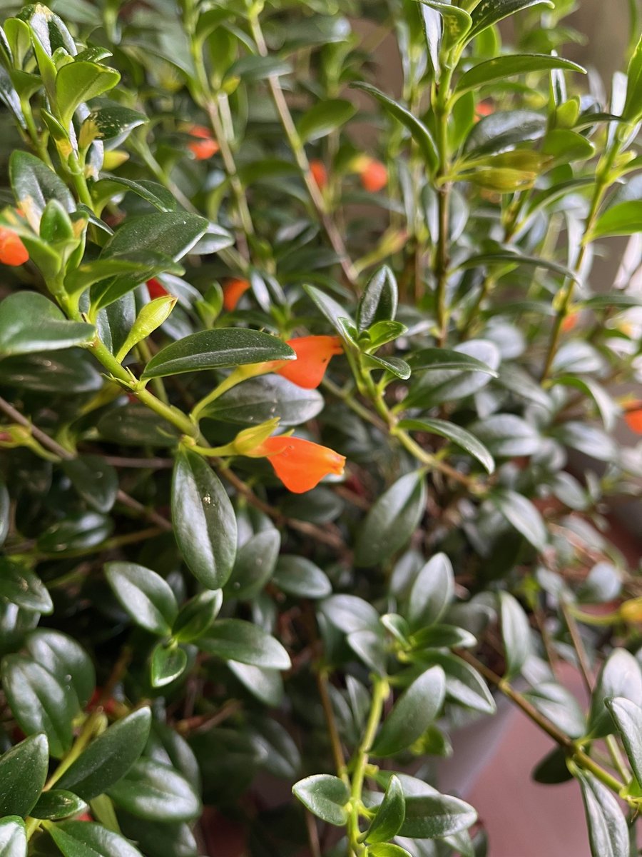 My tropical plants are enjoying these sunny days.  I think this is the first time I've had a spider plant bloom!
The lime is blooming again and the goldfish plant hasn't stopped since before Christmas.
What are you growing?