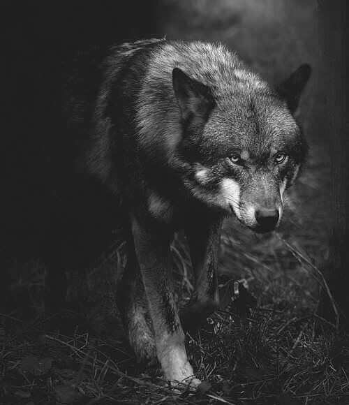 Kendi öz yurdumda ben miyim garip?
Beni bir köşeye atan utansın
Eğilmiyor diye,kurdu hor görüp,
“İTİ” el üstünde tutan utansın!