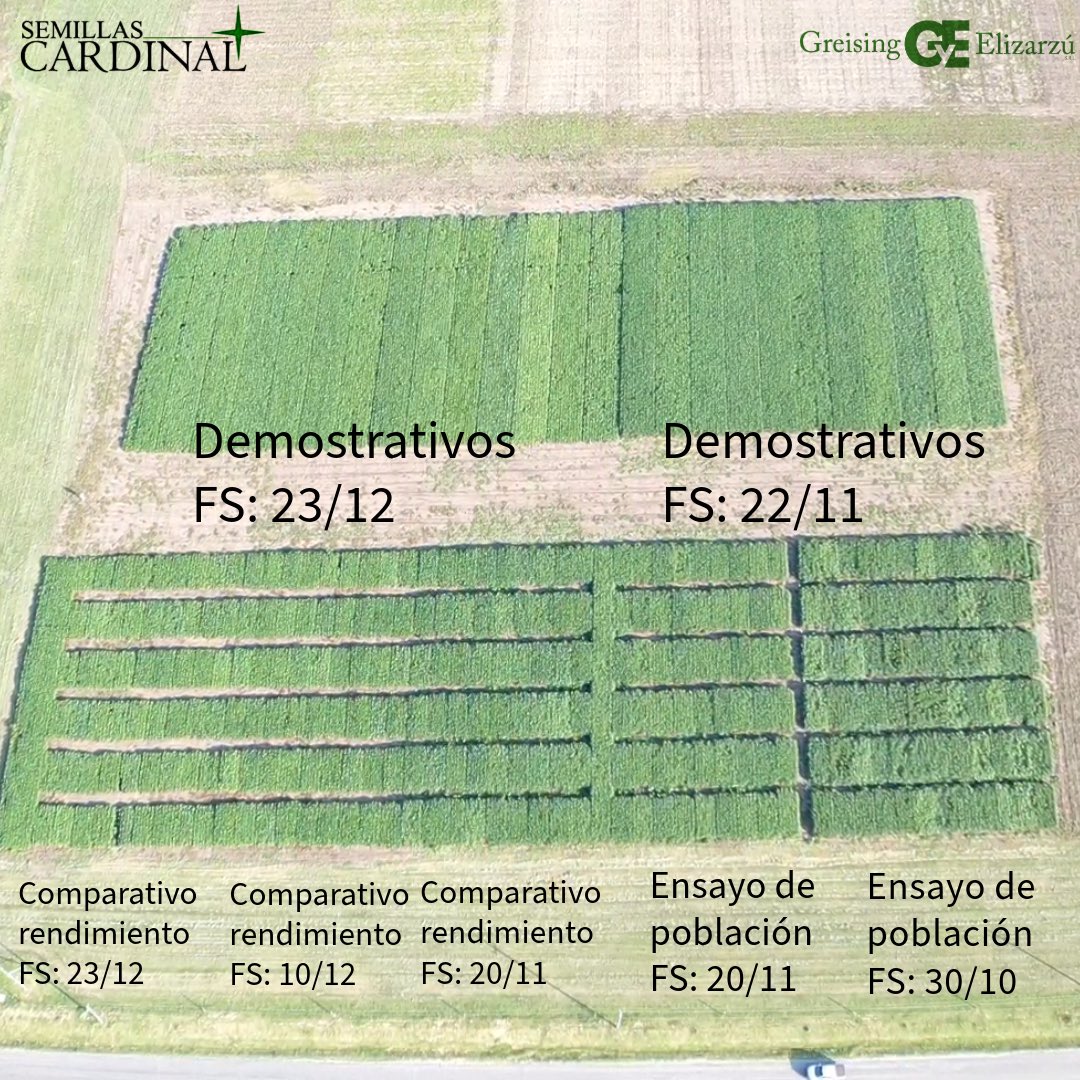 Semillas Cardinal tweet media