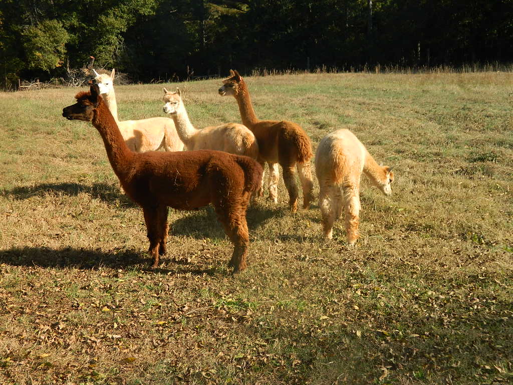 #tbt This year marks 13 years that alpacas have called our farm home. Our starter herd consisted of 5 pregnant females.  A lot has changed over the years.  When was the first time you visited our farm? #cppastures #scfarmfun #farmfieldtrips #outdoorfun