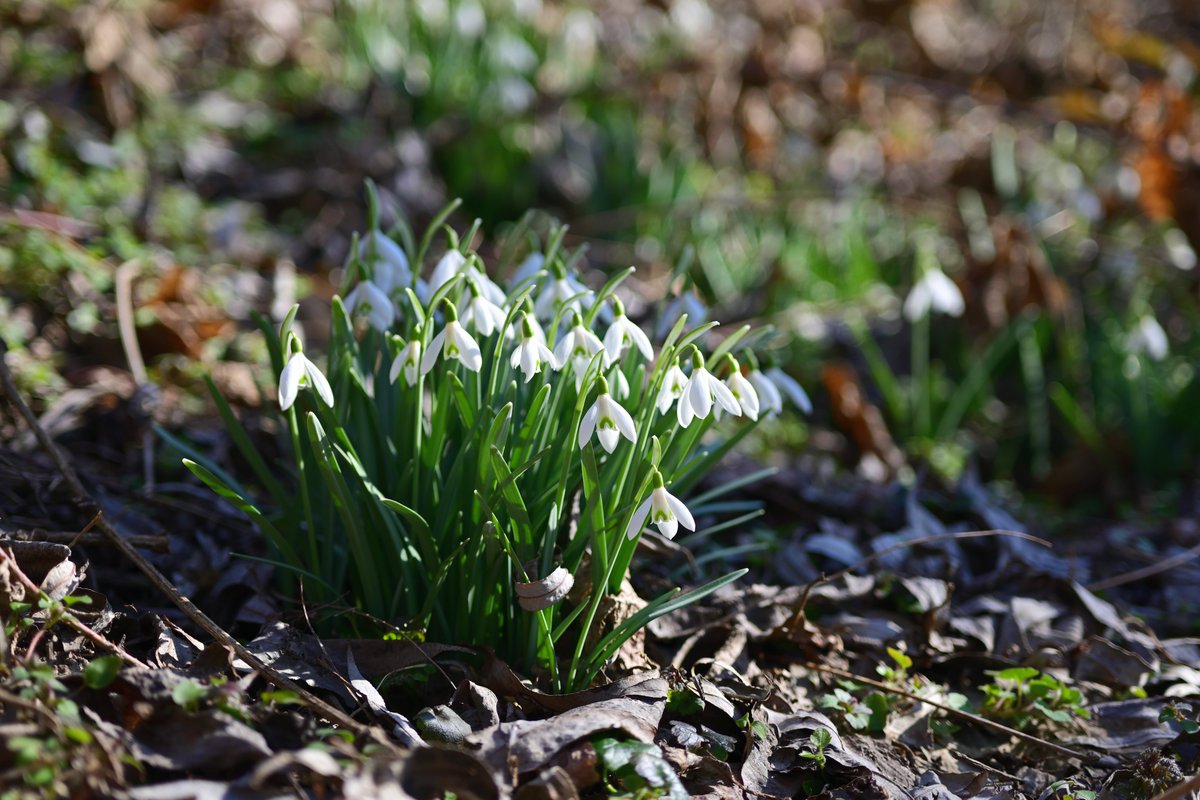 Sněženky z dnešní procházky.