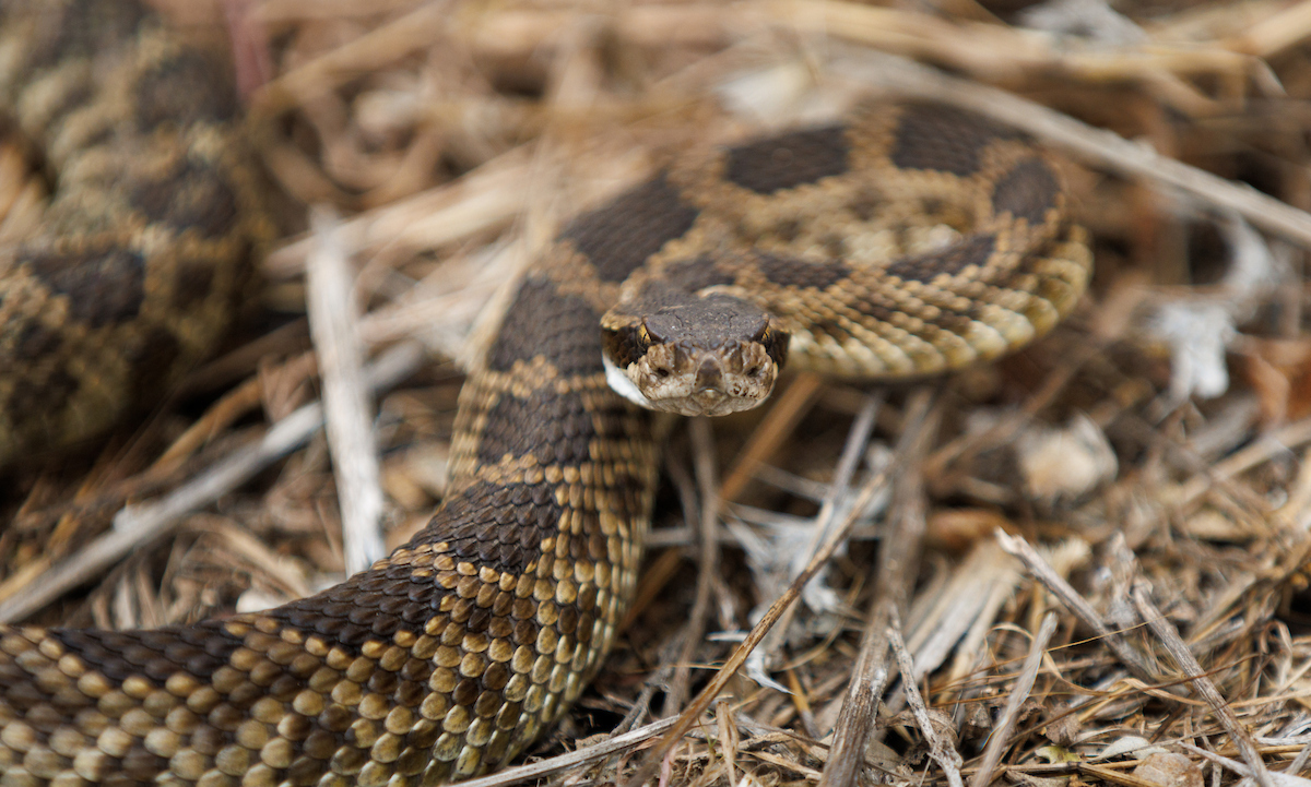 Cal Poly Bailey College of Science and Mathematics (@calpolycsm) on Twitter photo Our very own biology professor, Dr. Emily Taylor, helped create a special rattlesnakes episode of the <a href="/nbc/">NBC Entertainment</a> nature series "The Americas," narrated by Tom Hanks! Catch the episode featuring spectacular rattlesnake footage Sunday at 5 p.m.: bit.ly/41xbz7L @Snakeymama🐍 Our very own biology professor, Dr. Emily Taylor, helped create a special rattlesnakes episode of the <a href="/nbc/">NBC Entertainment</a> nature series "The Americas," narrated by Tom Hanks! Catch the episode featuring spectacular rattlesnake footage Sunday at 5 p.m.: bit.ly/41xbz7L @Snakeymama🐍