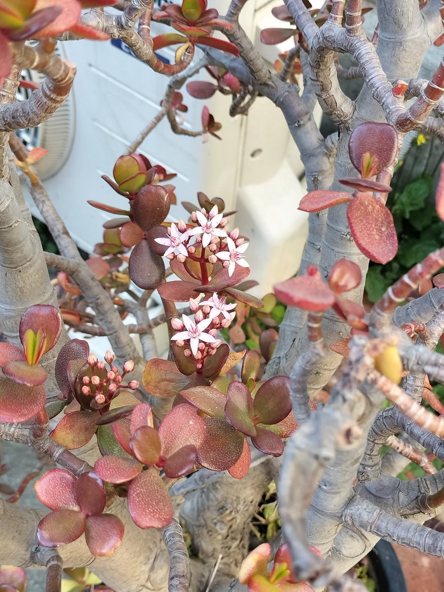unagimedakaAI's tweet photo. 実家のカネノナルキが紅葉して、桜みたいな花が咲いてました。
綺麗。 https://t.co/TglH6dpGUC
