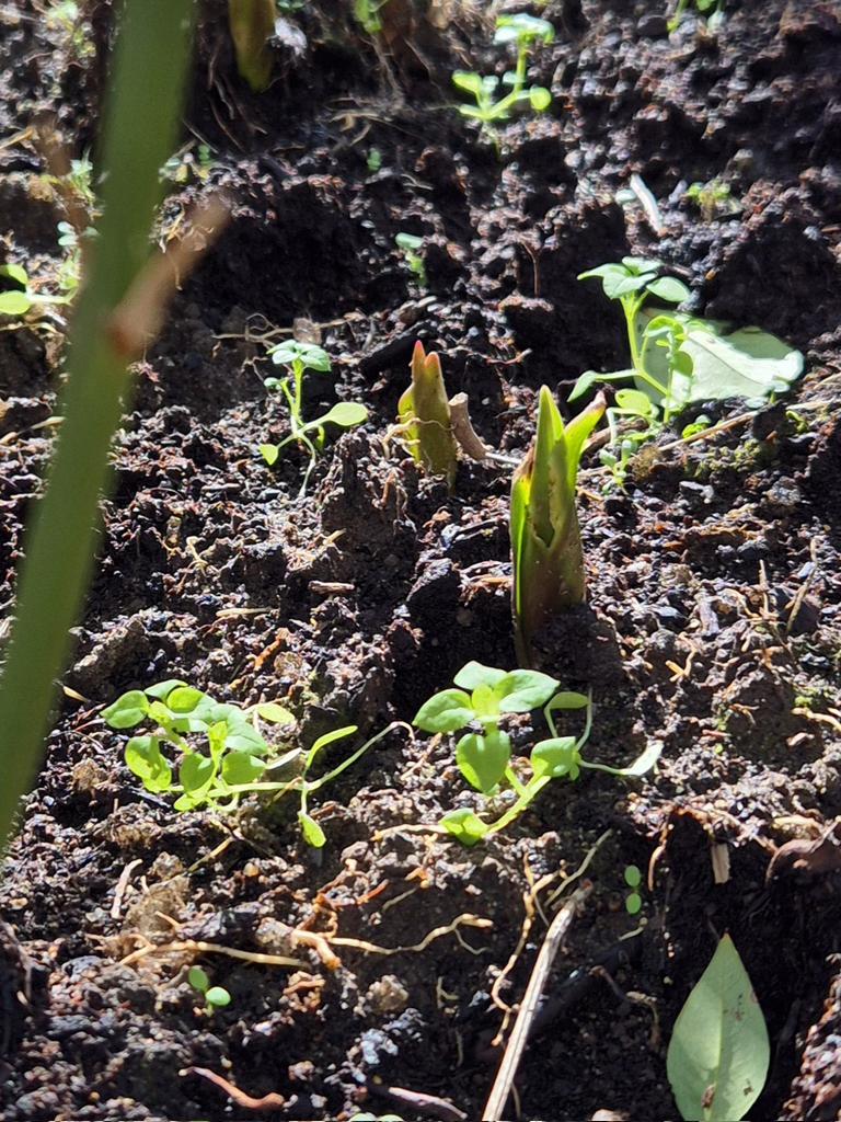 First signs that our orange bulbs planted for #16daysofactivism 2024 are coming through at the Colonades <a href="/HPFT_NHS/">Hertfordshire Partnership University NHS FT (HPFT)</a> ! 

<a href="/1AnitaWilson/">Anita Wilson RNC & QN</a> <a href="/Therese33578842/">Therese Drummond RN, RM, PHN/HV, QN, PNA</a>