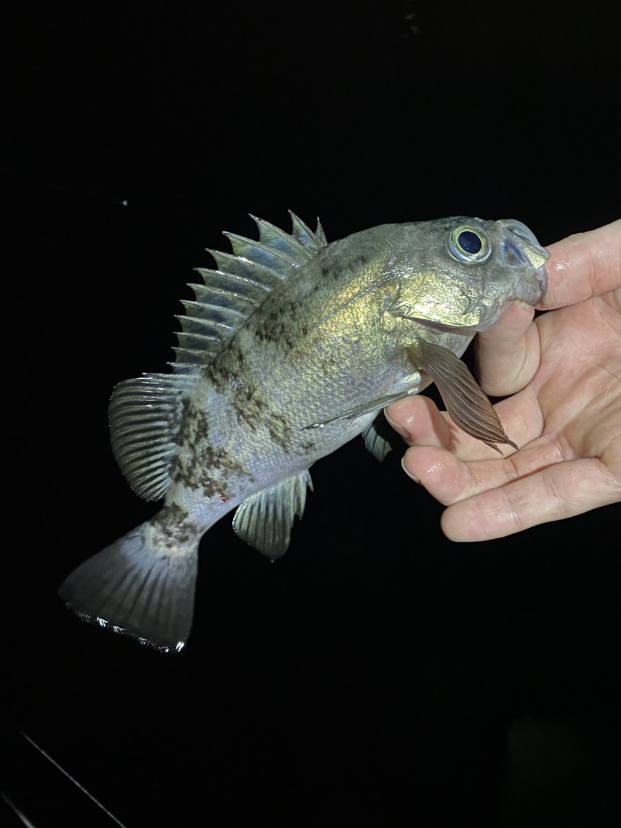 久しぶりに10分くらいだけ💦
メバルも数匹とセイゴに楽しませてもらった。

Rod:TICT SRAM EXR-64S-Sis
Reel:ルビアス FC LT200s
Line:山豊テグス PEライトゲーム ホワイト0.2号
Reader: シーガー プレミアムマックス
                              ショックリーダー0.8号＋1号