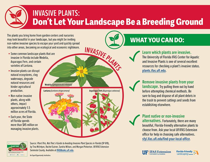 FL Master Gardener Volunteer Program (@floridamgs) on Twitter photo It's #InvasiveSpecies Week! Want to learn about native alternatives to invasive plants? Find this graphic, the full text, and links to the full "Plant This, Not That" booklet on <a href="/UF_IFAS/">UF IFAS Solutions</a> Gardening Solutions: gardeningsolutions.ifas.ufl.edu/infographics-c…
#NISAW It's #InvasiveSpecies Week! Want to learn about native alternatives to invasive plants? Find this graphic, the full text, and links to the full "Plant This, Not That" booklet on <a href="/UF_IFAS/">UF IFAS Solutions</a> Gardening Solutions: gardeningsolutions.ifas.ufl.edu/infographics-c…
#NISAW
