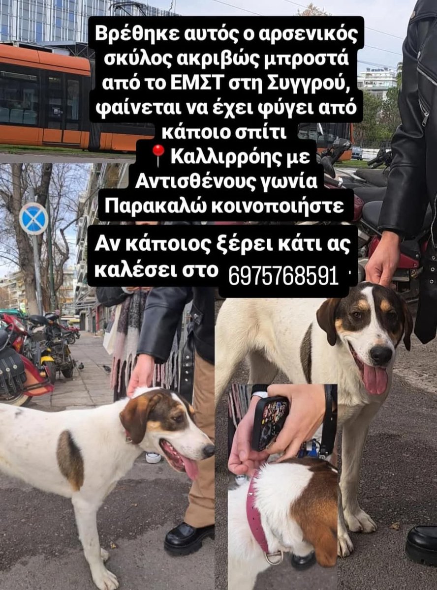 KatKatPt's tweet image. 🆘️🆘️🆘️
Βρέθηκε ο σκυλακος της φώτο ακριβώς μπροστά από το ΕΜΣΤ στη Συγγρού
Αρσενικός,καθαρός,με καινούριο κολάρο
Μάλλον έχει φύγει από κάποιο σπίτι
Τον αναζητεί κανείς;
Χρειάζεται φιλοξενία μέχρι να βρεθεί ο άνθρωπος του
Για παραπάνω πληροφορίες επικοινωνία με το τηλ
Rt 🙏