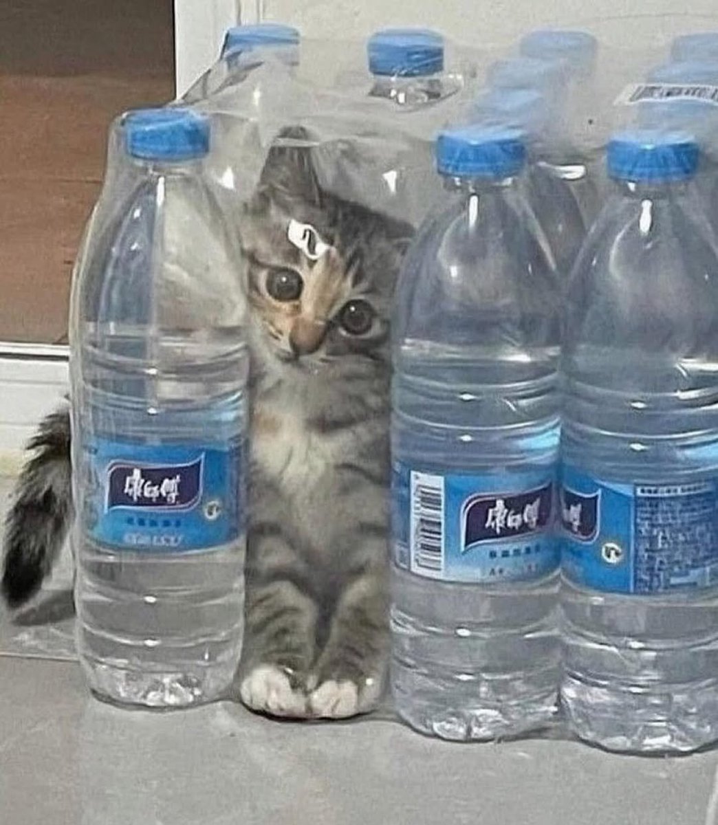 WeAssessCats's tweet photo. https://t.co/ynYxw5YuUr