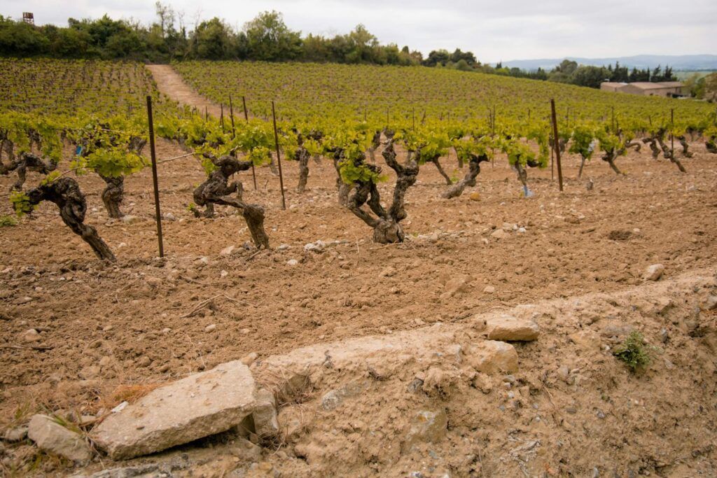 Healthier soil = healthier vines

Learn how to analyze and improve soil conditions to maximize your vineyard’s productivity: buff.ly/492Qt3b 

#Soil #vineyard #SoilTesting