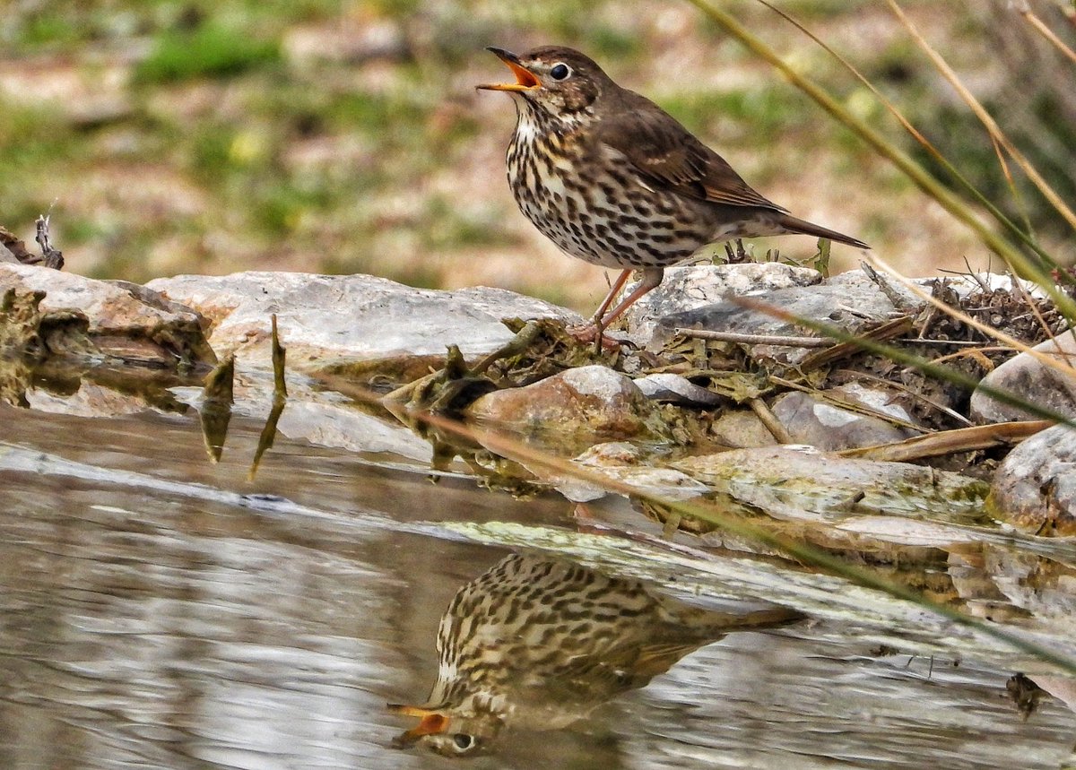 JRAGUJEROS tweet media