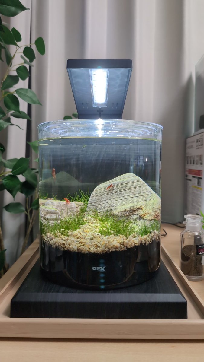 vivarium79info's tweet image. コケてきた〜
ラムズ入れるかブラッシングするか
#GEX #ペルコ