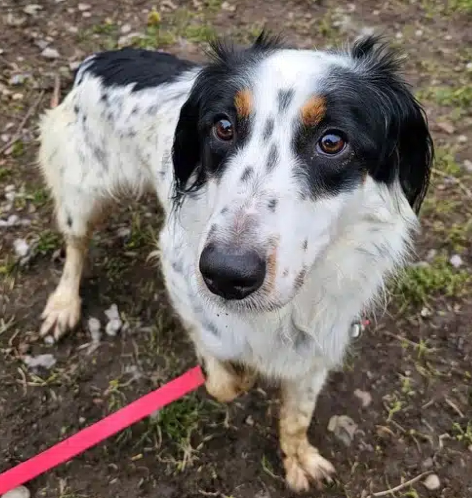 Meet Millie, an energetic, active girl searching for a family that loves adventure! Although reactive around other dogs, she is eager to learn and overcome her nervousness, especially when her lead goes over her head. With patient training, Millie can blossom into your perfect...