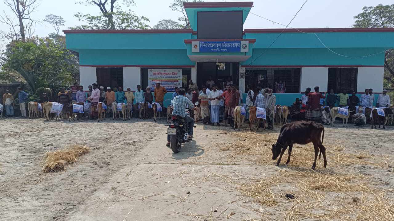 আমতলীতে প্রান্তিক জেলেদের মাঝে ৬৪ টি বকনা গরু বিতরণ